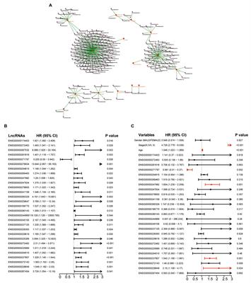 Identification and Validation of a Four-Long Non-coding RNA Signature Associated With Immune Infiltration and Prognosis in Colon Cancer